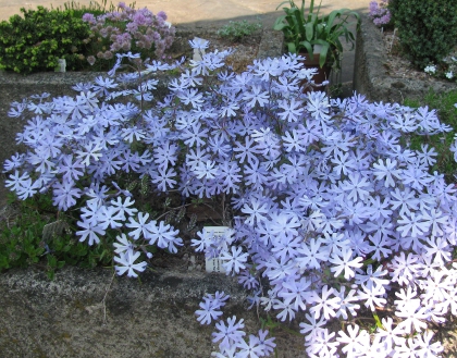 Phlox bifida 'Ralph Haywood' 